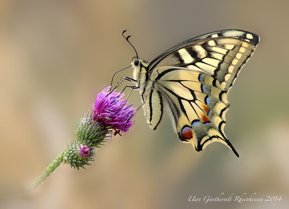 Golden Wings