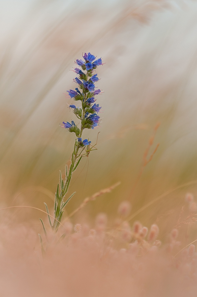 Blau im Kornfeld