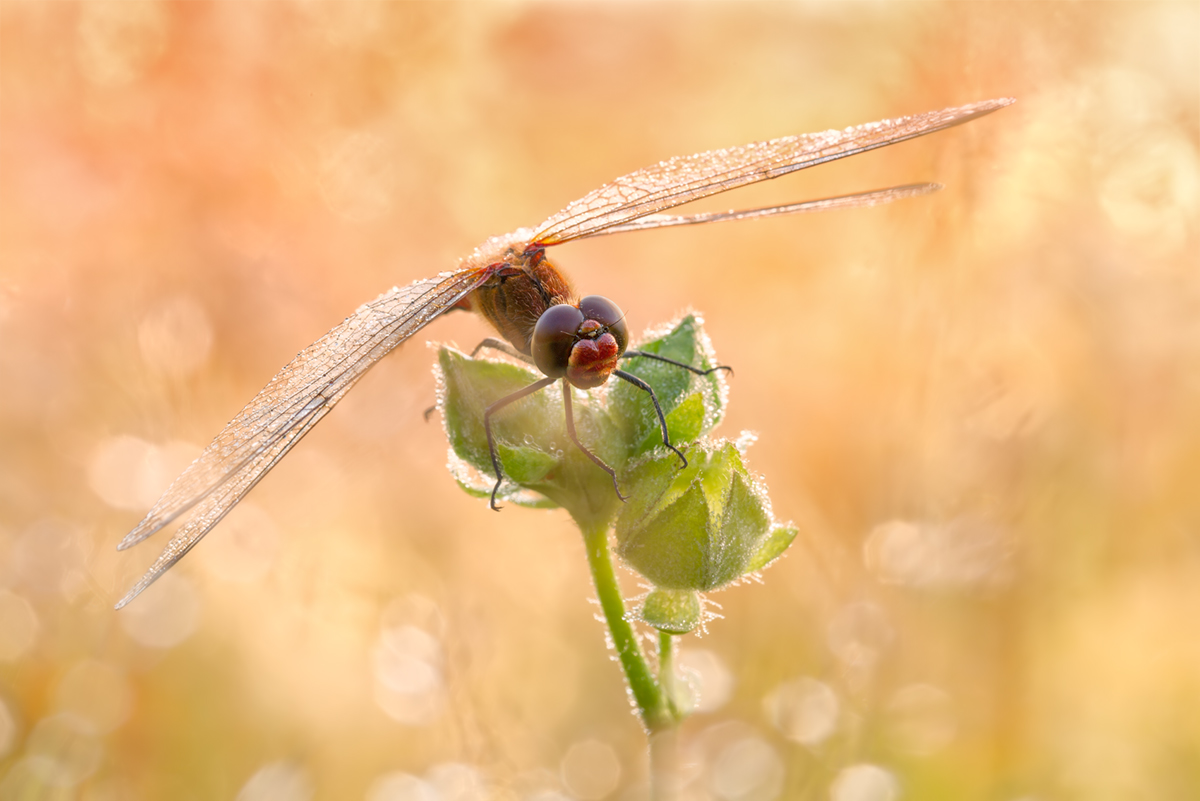 Etwas Sommer