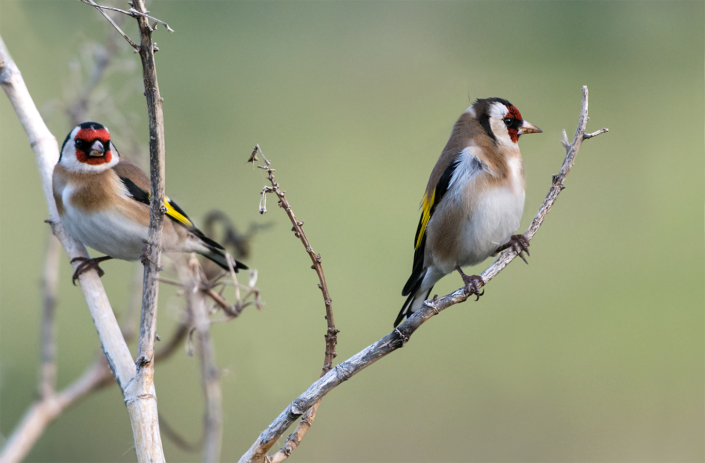 Distelfinken (Carduelis carduelis)