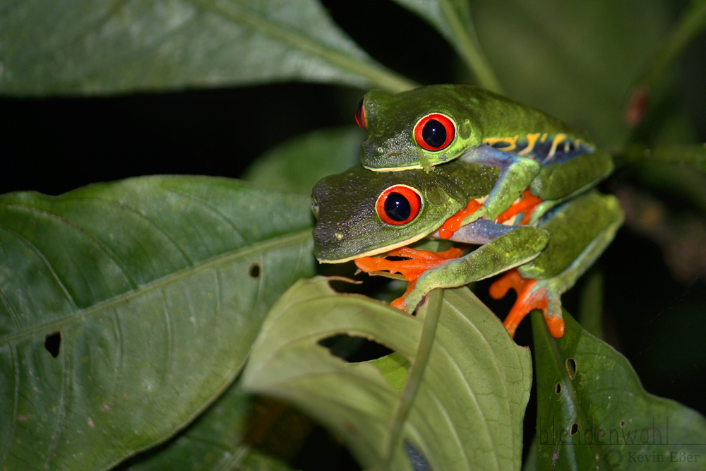 Nachts in Costa Rica...