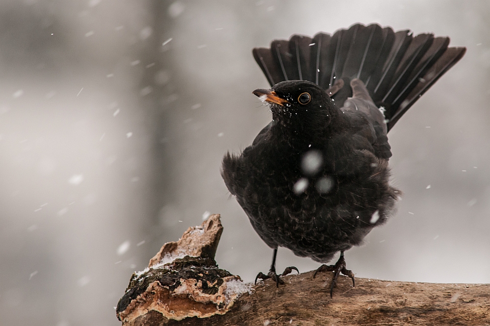 eine Amsel