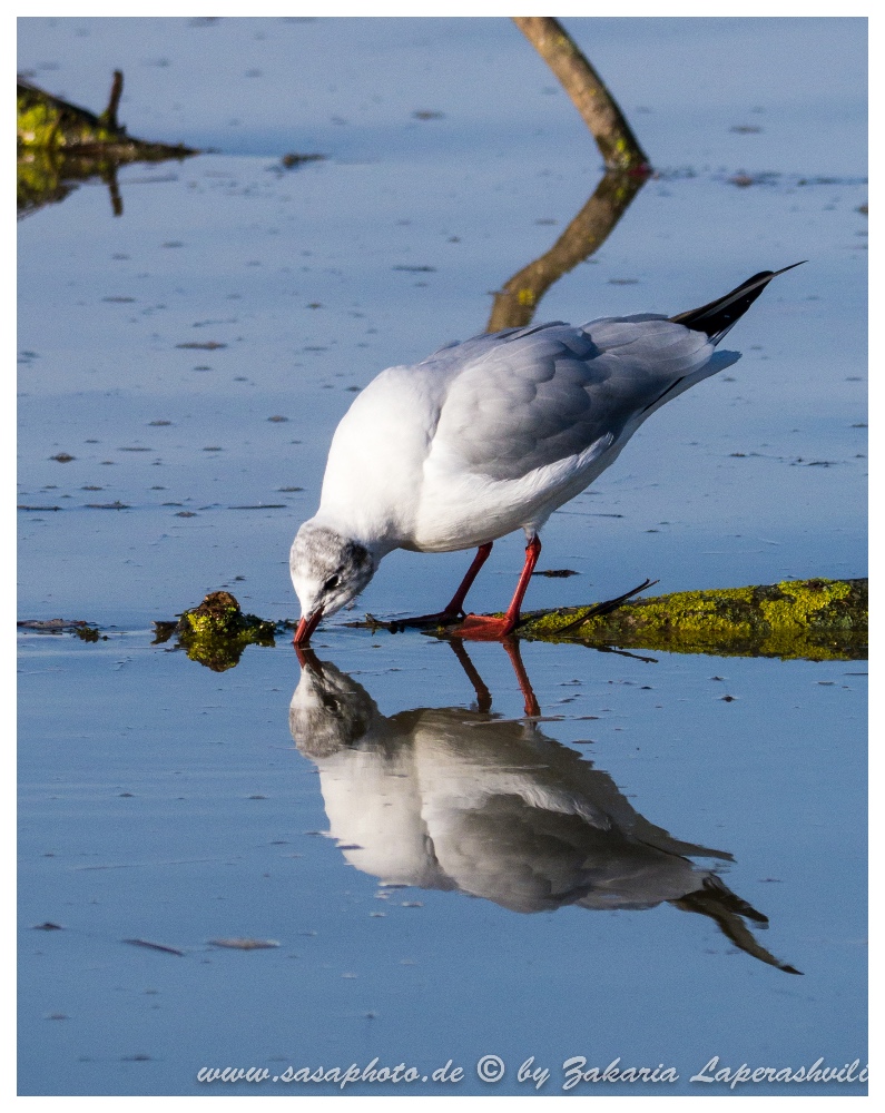 Lachmöwe an der Wasserstelle