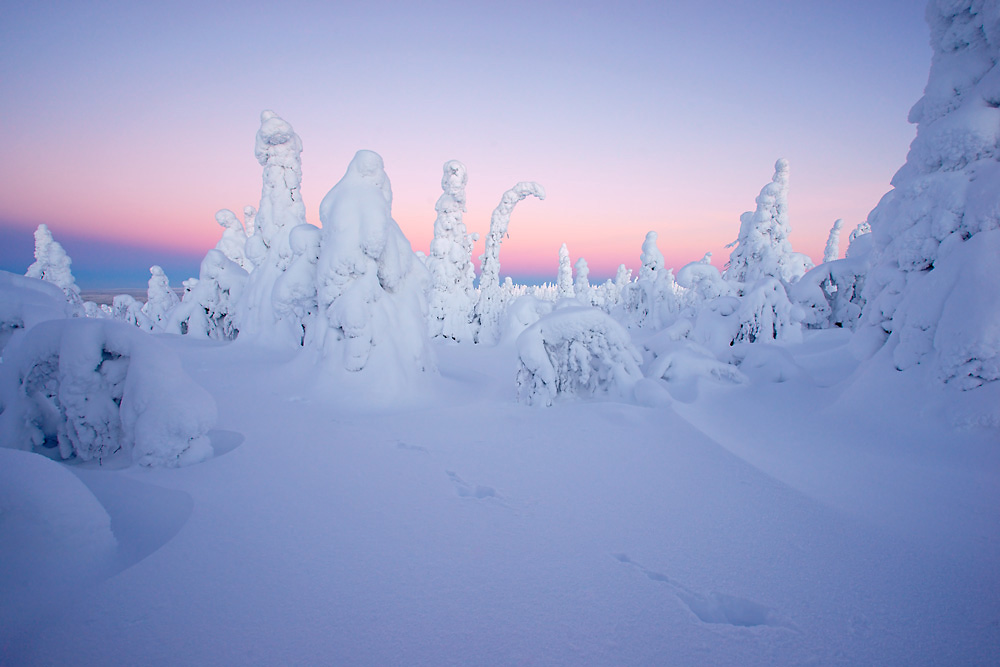 Der Weg des Schneehasen