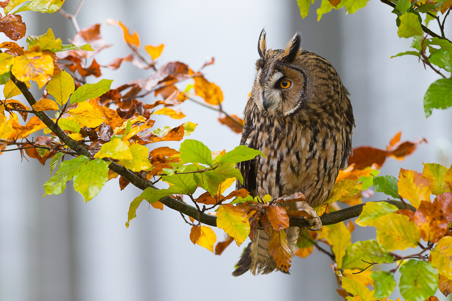 Waldohreule (Asio otus)