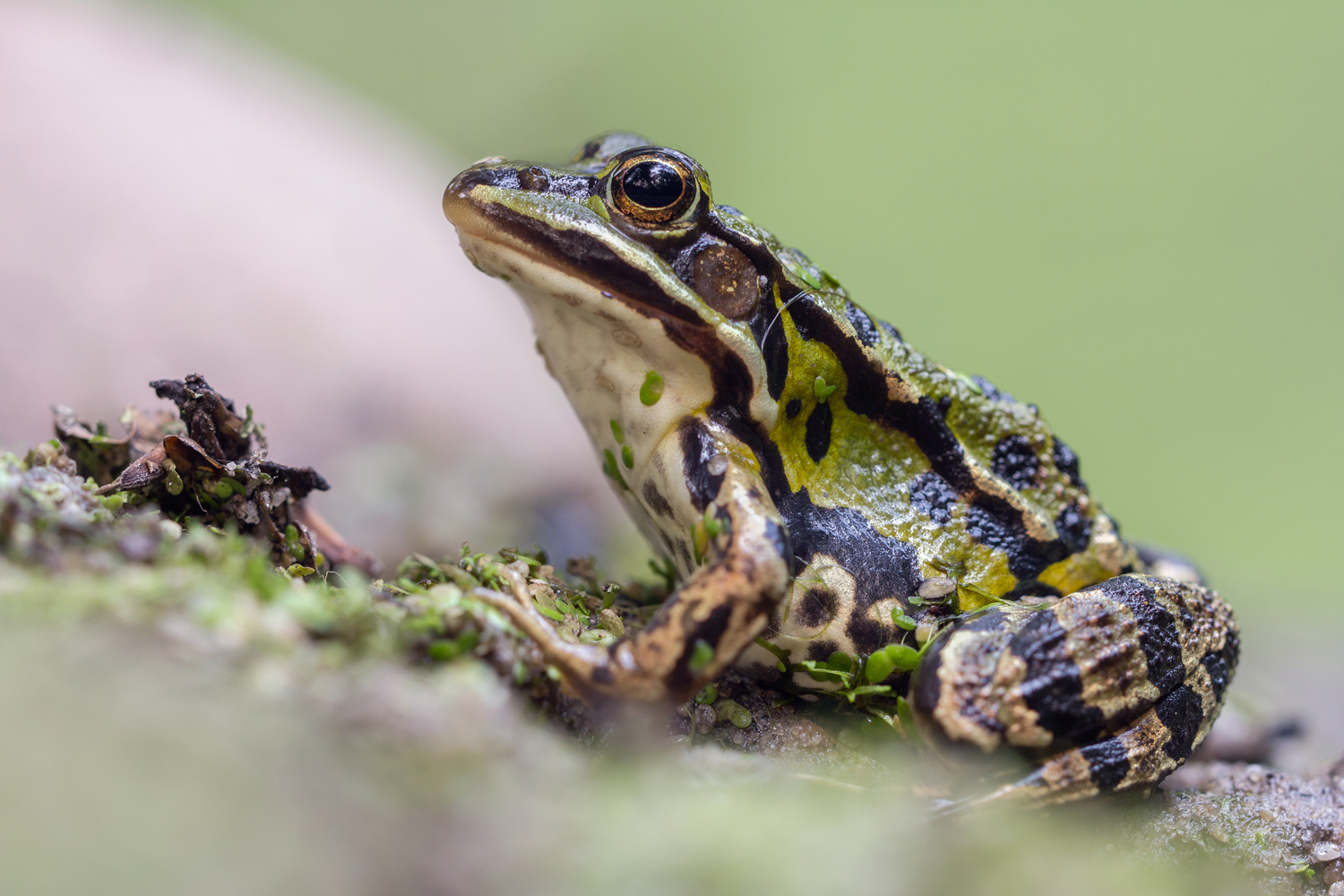 Teichfrosch (Pelophylax esculentus)