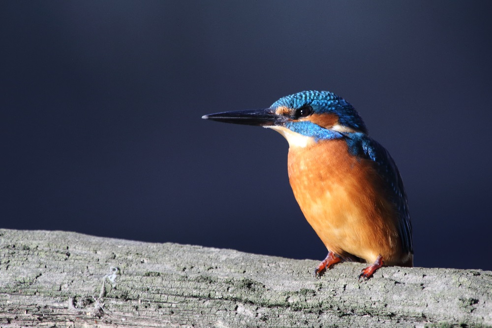 Noch ein Eisvogel