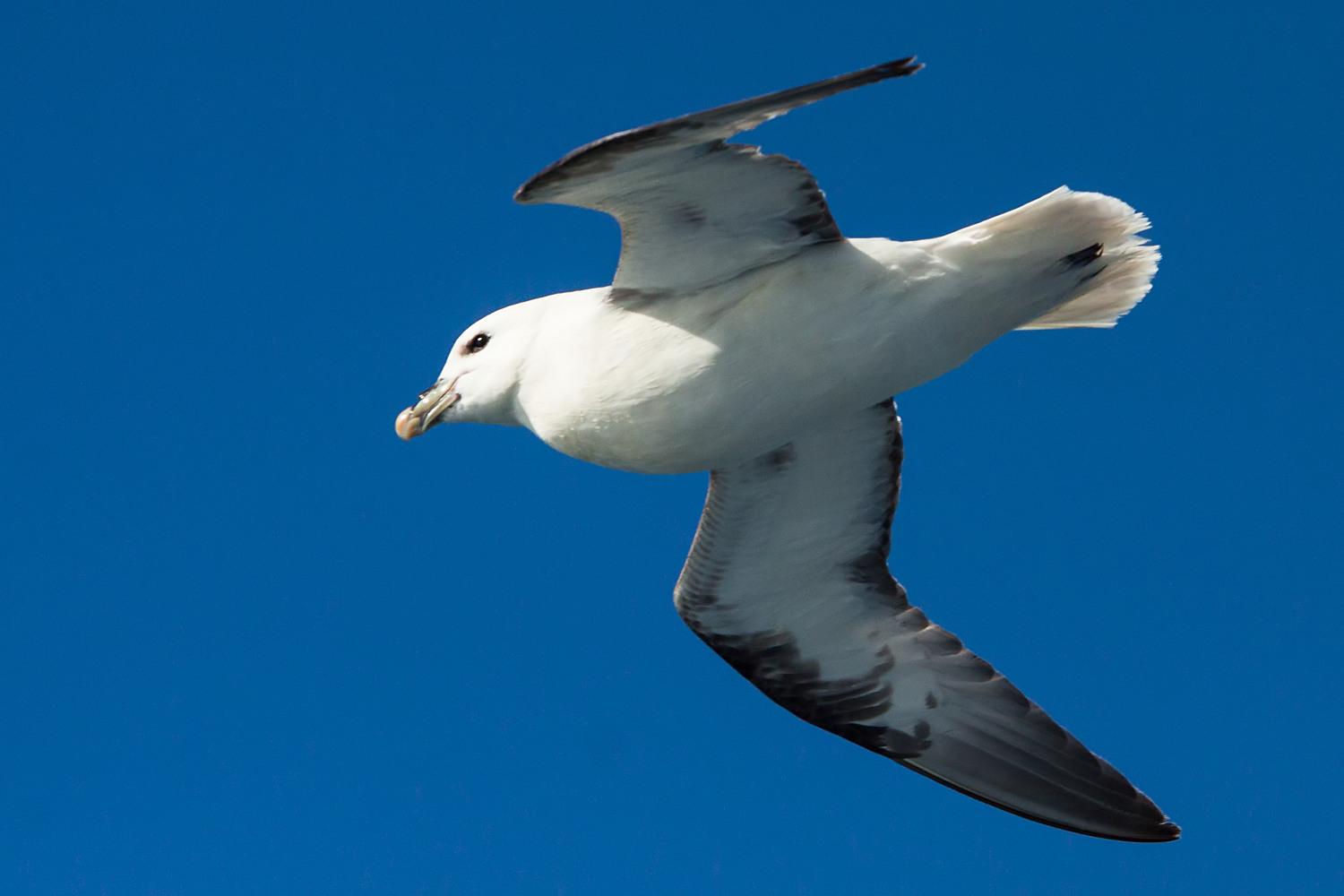 Eissturmvogel (Fulmarus glacialis)