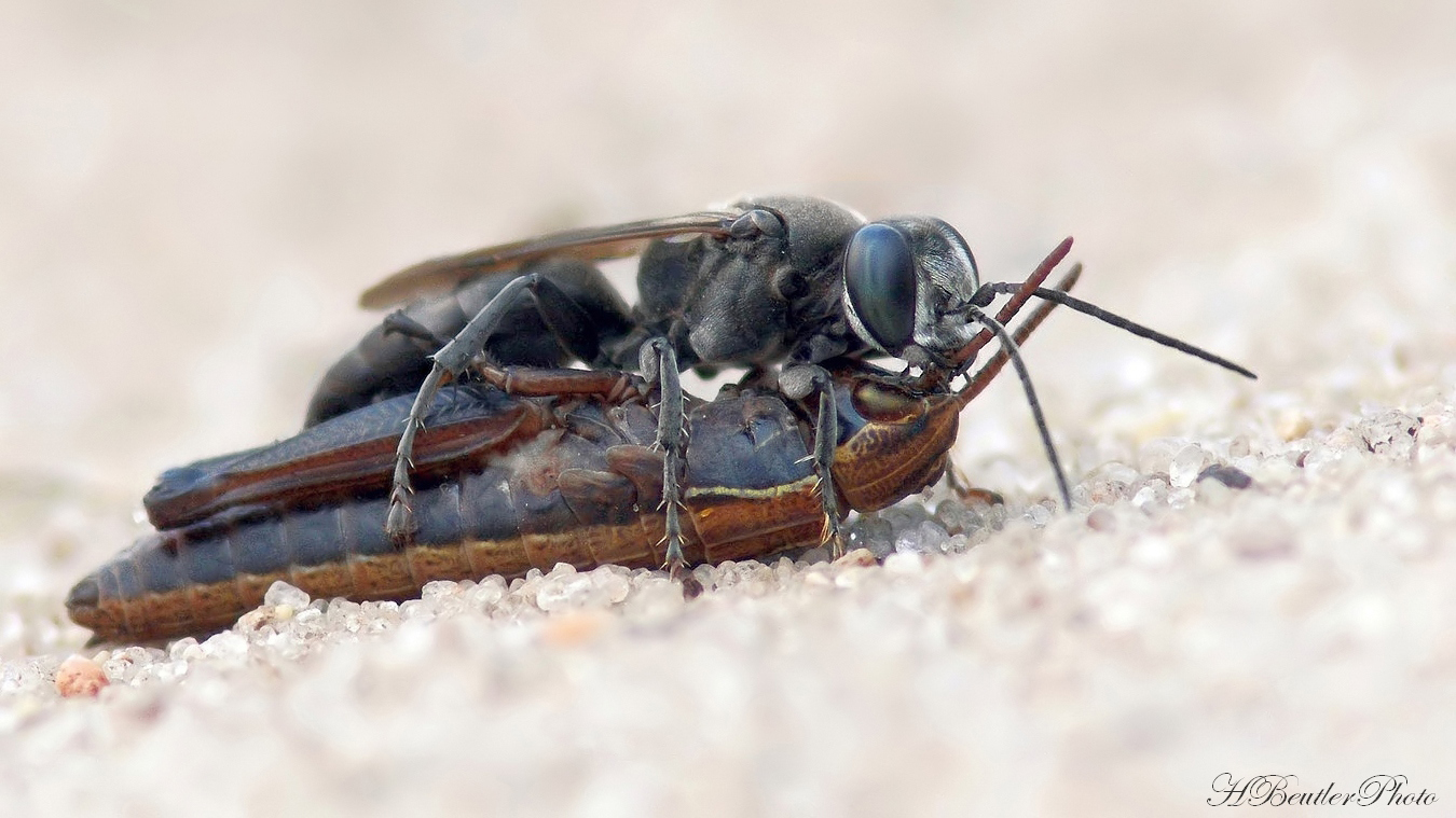 Heuschreckengrabwespe – Tachysphex helveticus   ND