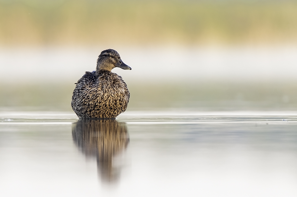 Noch ein Allerweltsvogel