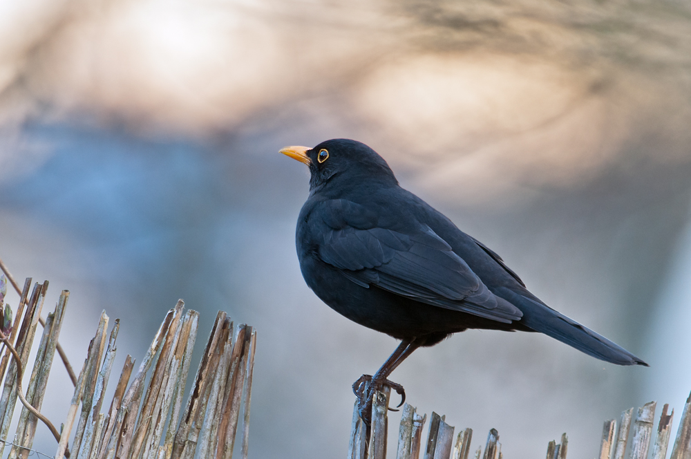 Amsel im Abendlicht