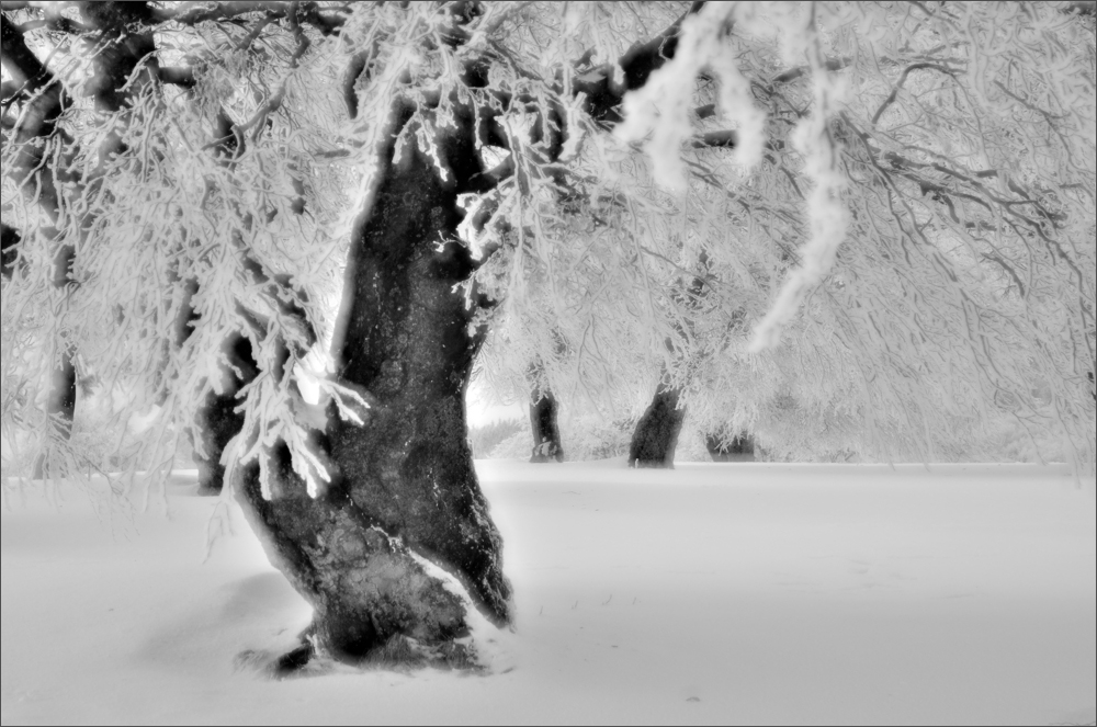 - Windbuchen -