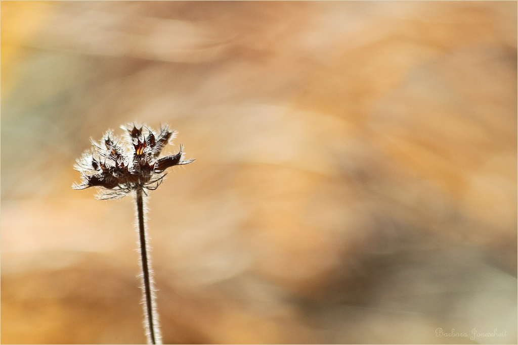 eine Winterblume