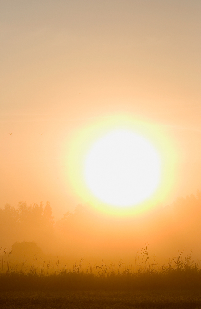 Sonnenaufgang oder der frühe Vogel fängt den Wurm.....