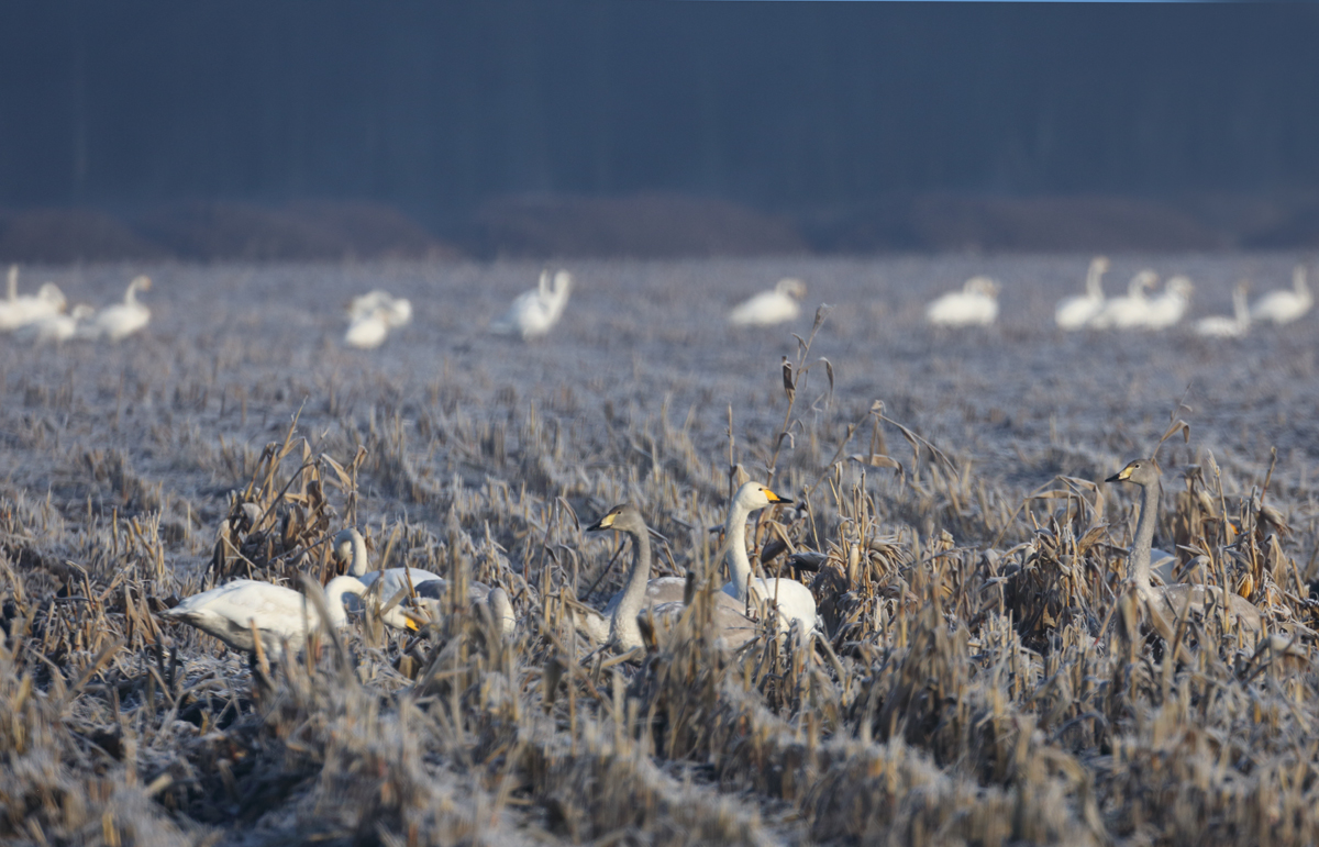 Frostiger Morgen...