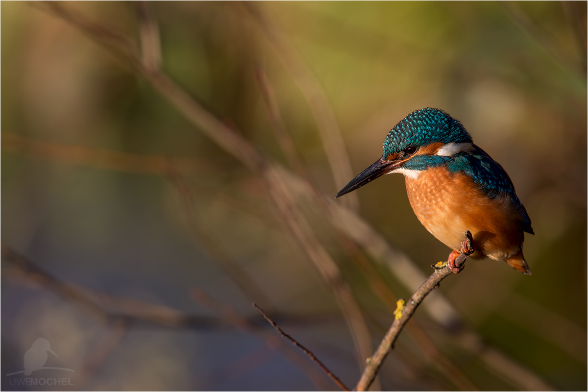 Eisvogel (Alcedo atthis)