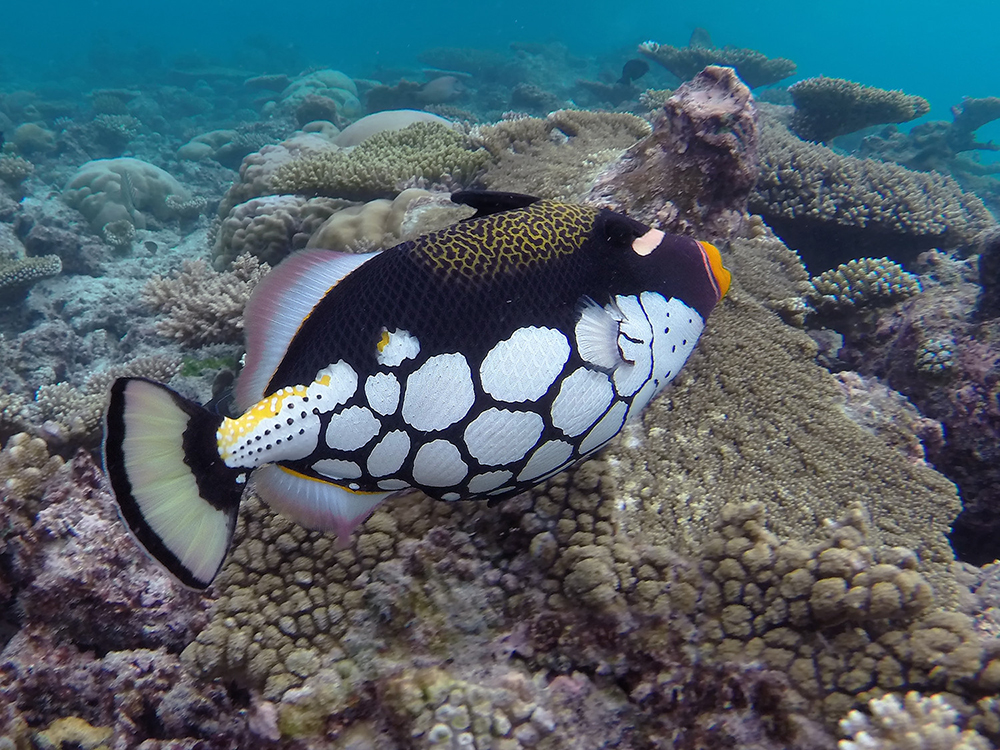 Leopardendrückerfisch (Balistoides conspicillum)