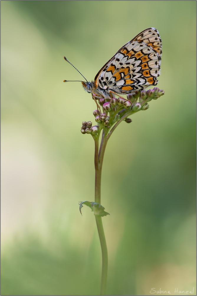 ~ glanville fritillary ~