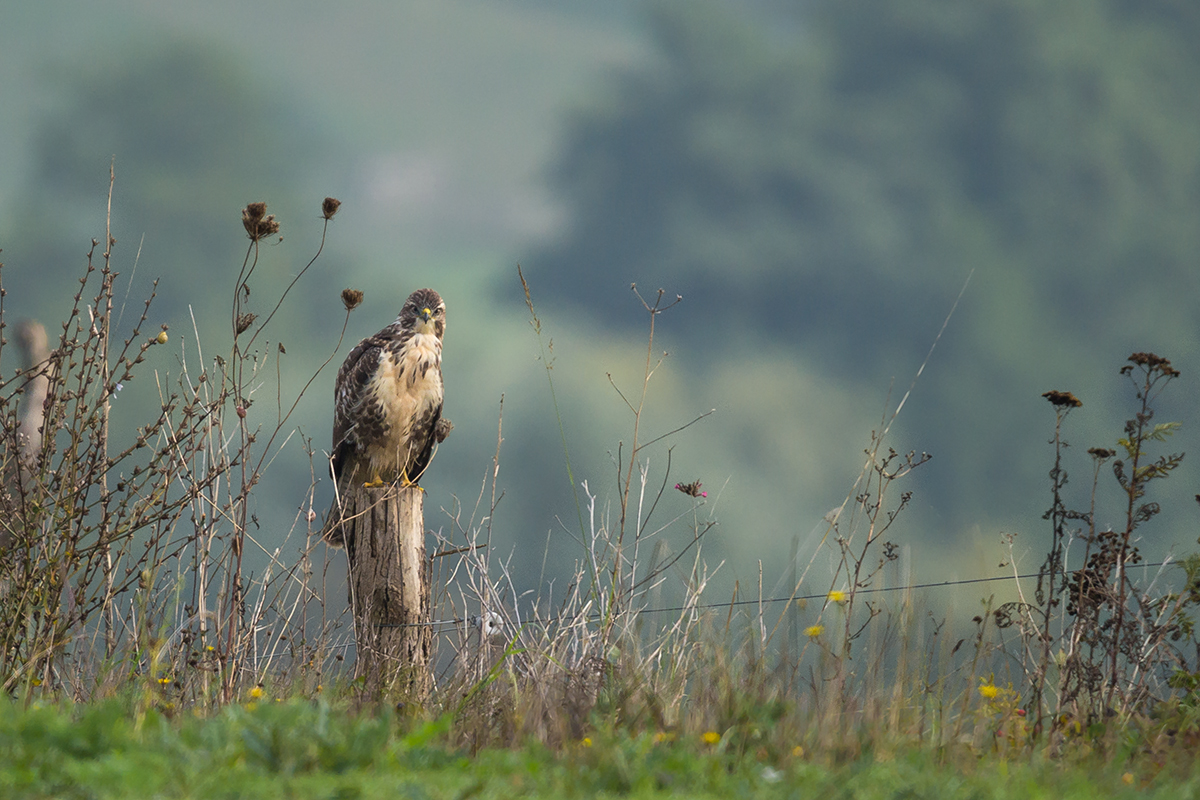 Buteo buteo