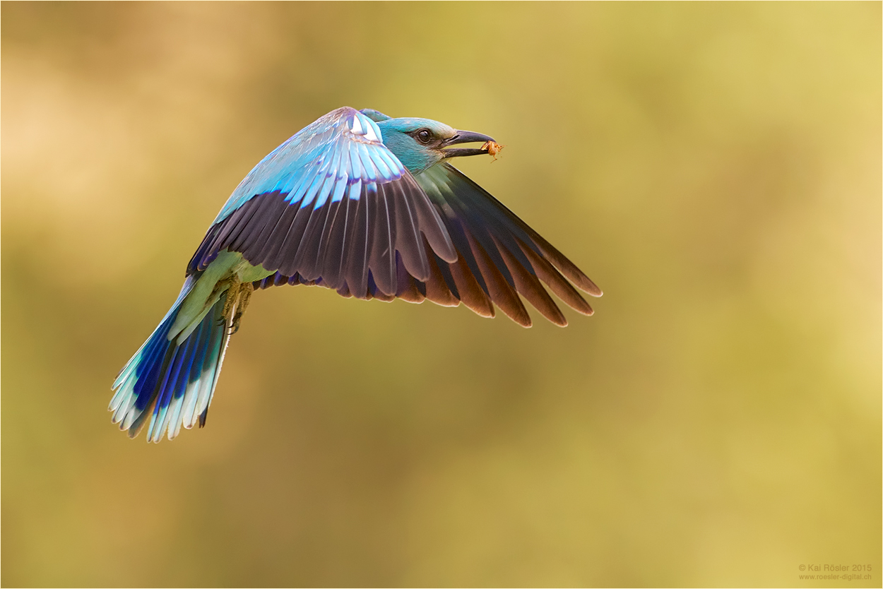 Anflug