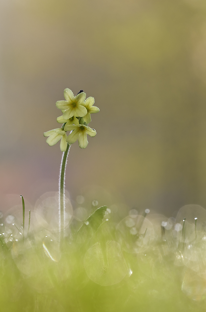 Schlüsselblume am Morgen