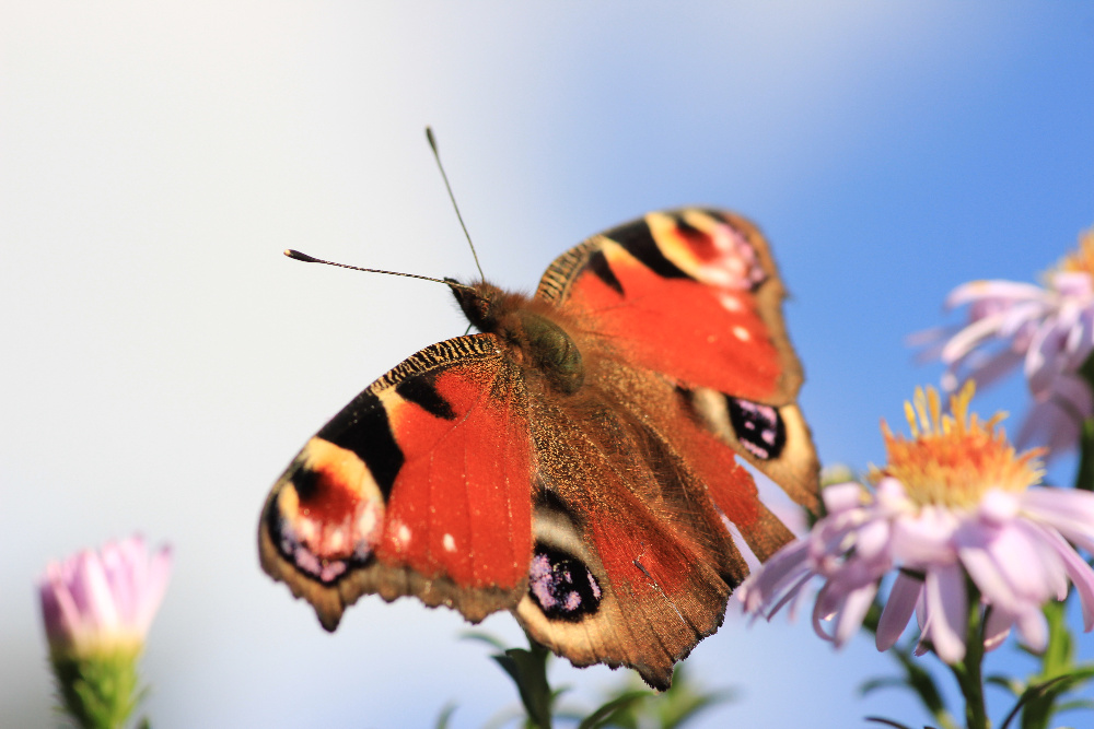 Pfauenauge auf Blumenwiese