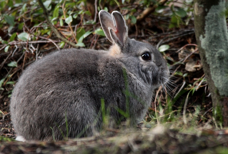 Wildkaninchen