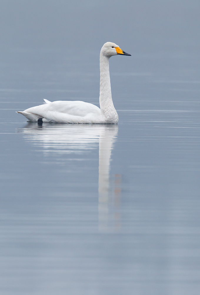 Singschwan