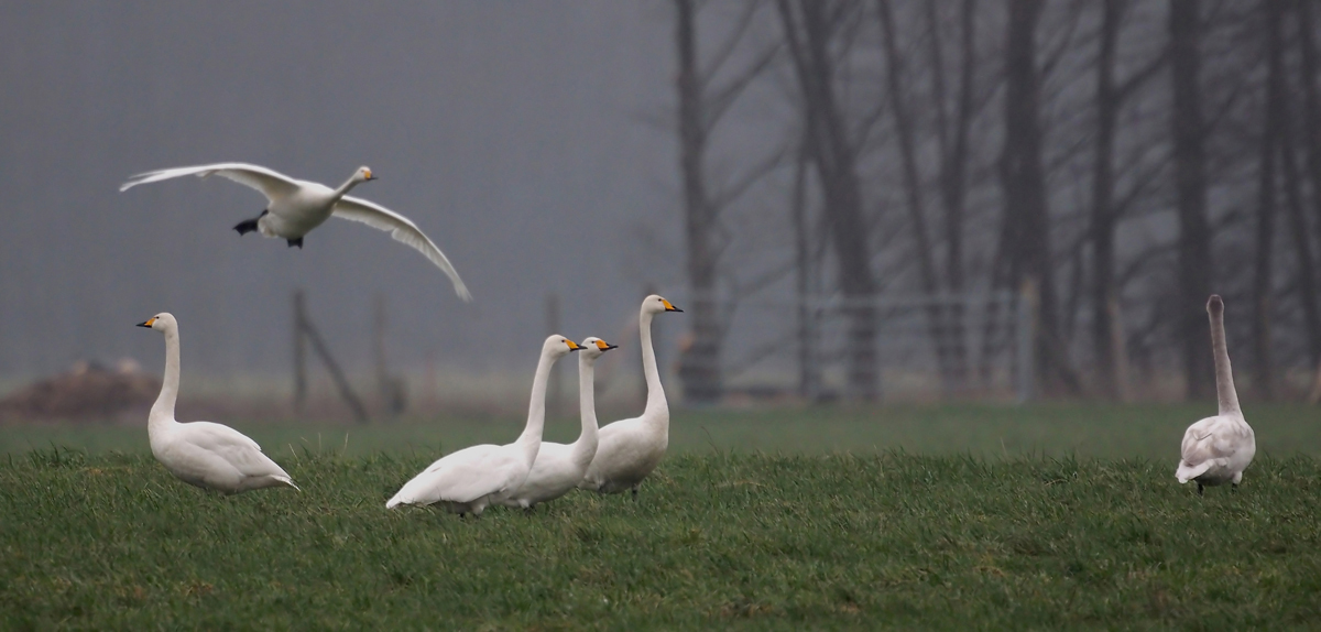 Und gestern wieder im Grau...