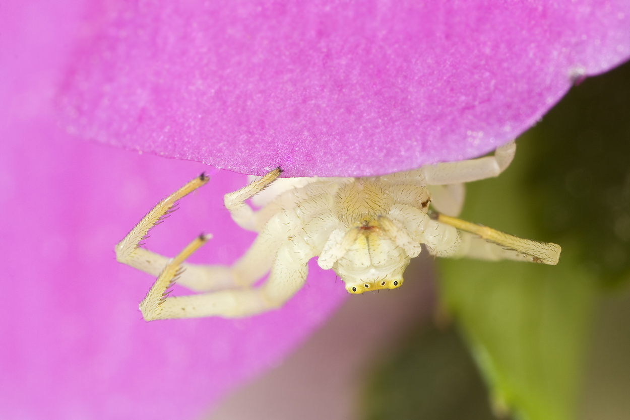 Veränderlich Krabbenspinne