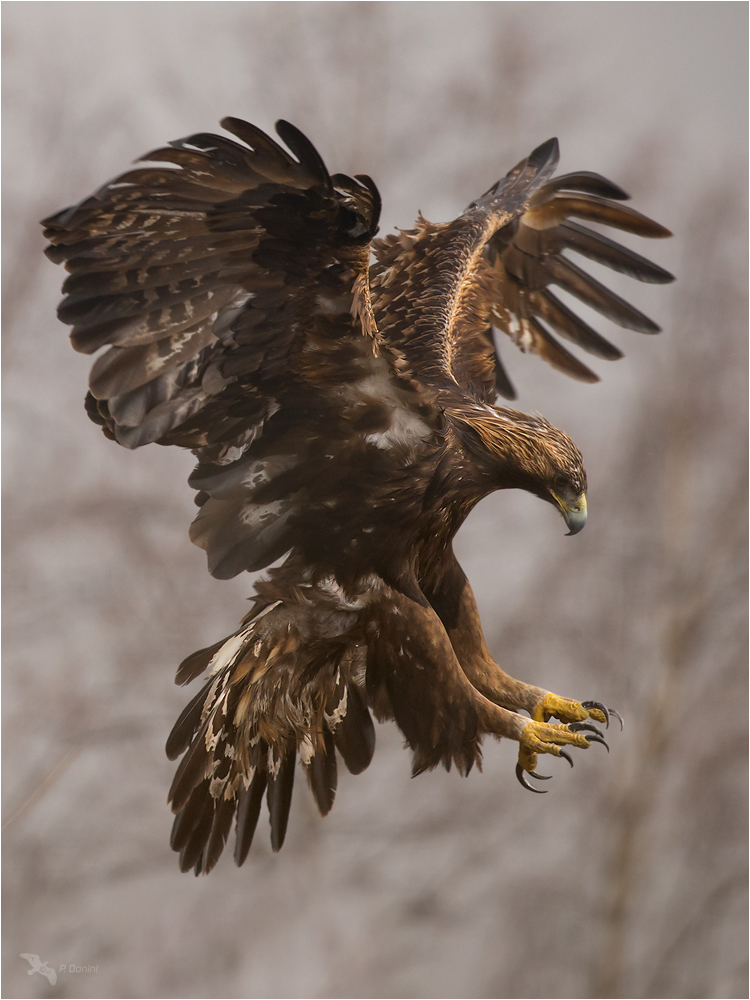 Steinadler die Landung (Forum für Naturfotografen)