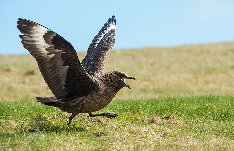 Alarmstart der Skua