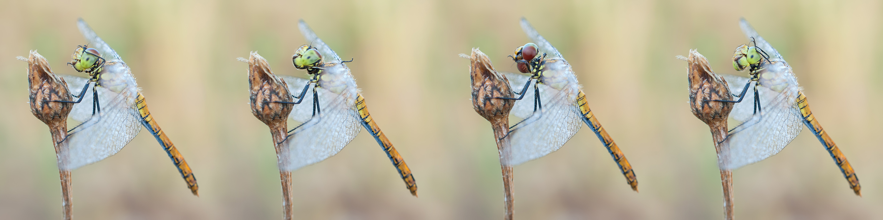 Ruddy darter in four scenes.