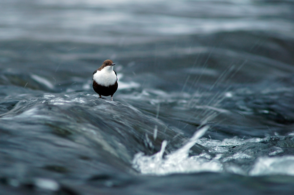 Wasseramsel