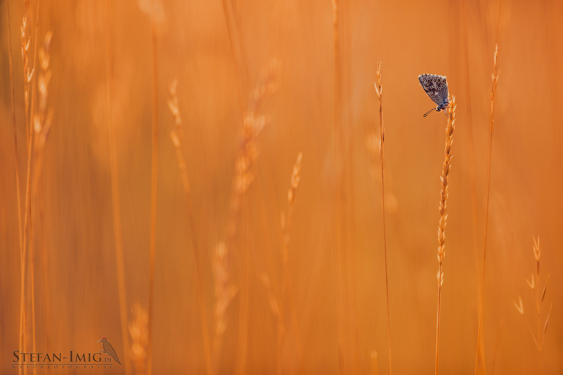 It´s Summertime