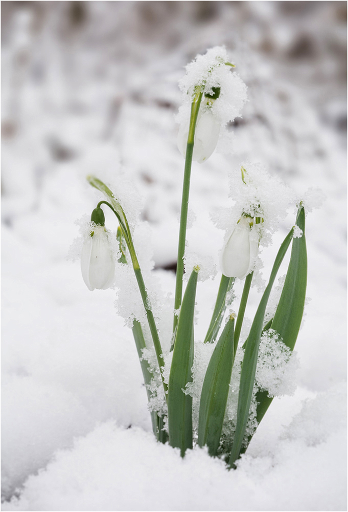 Schneeglöckchen
