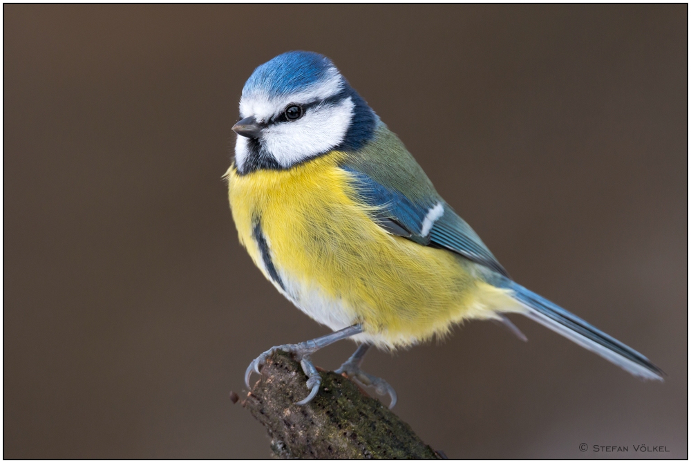 Ein schöner Allerweltsvogel...