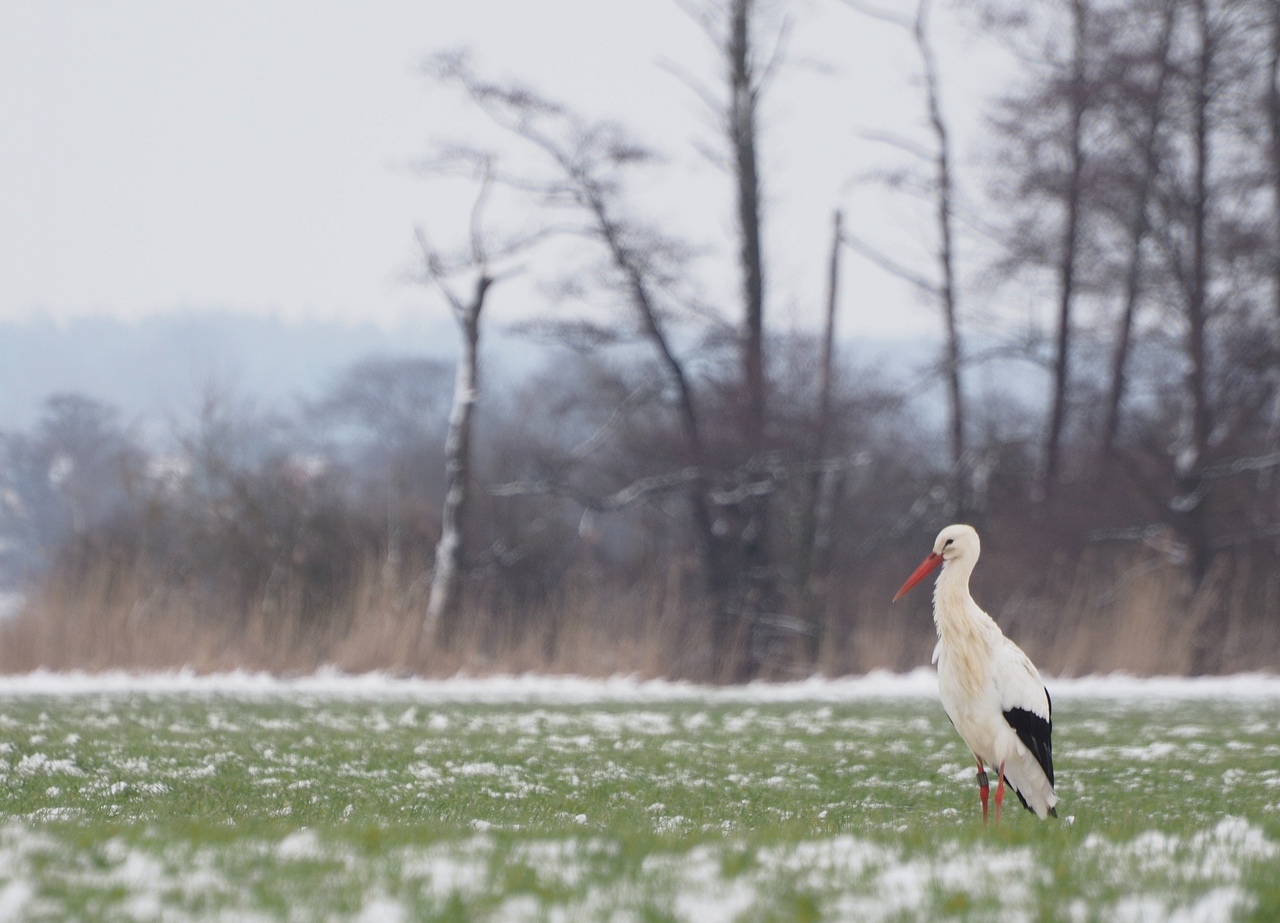 Ein seltener Wintergast