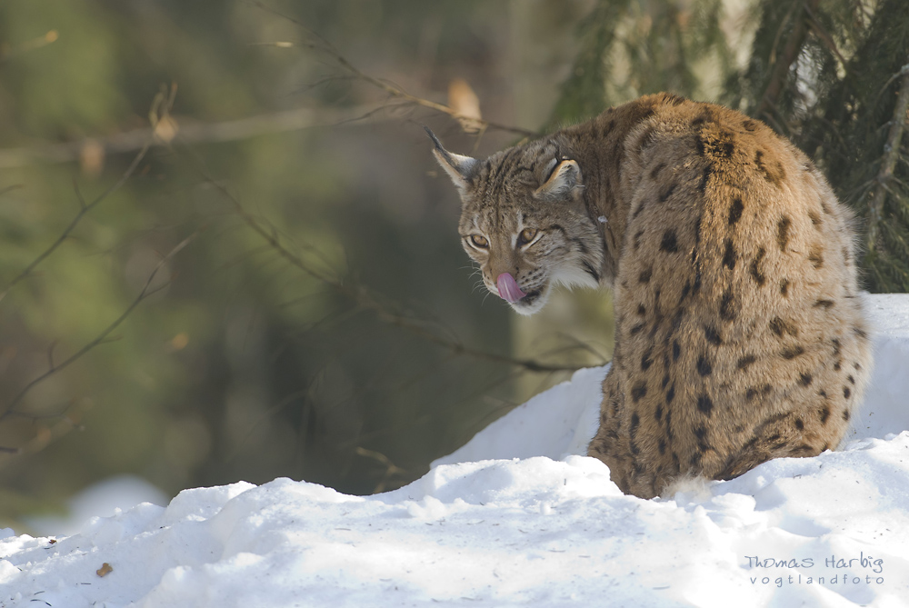 Luchs