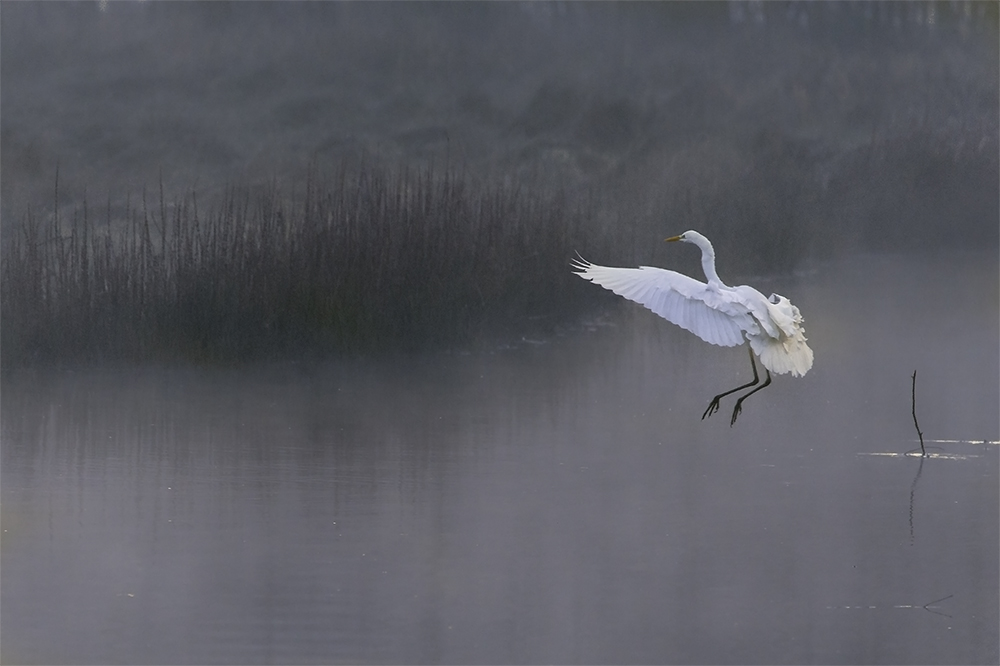 Morgens am Wasser die II.