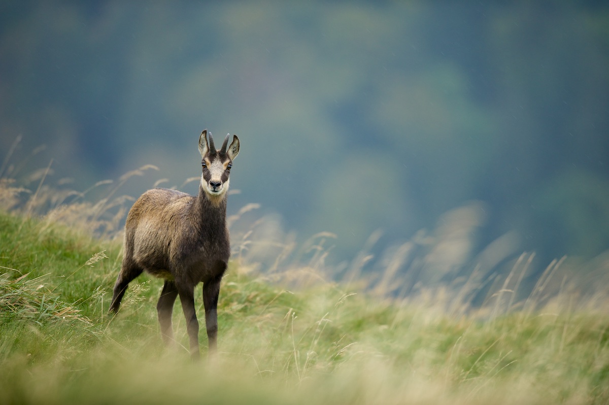 Chamois