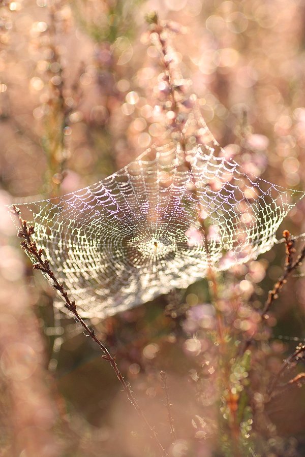 Sonnenfänger