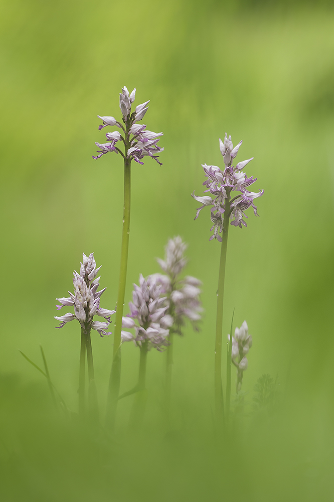 Noch was aus der Orchideenwiese