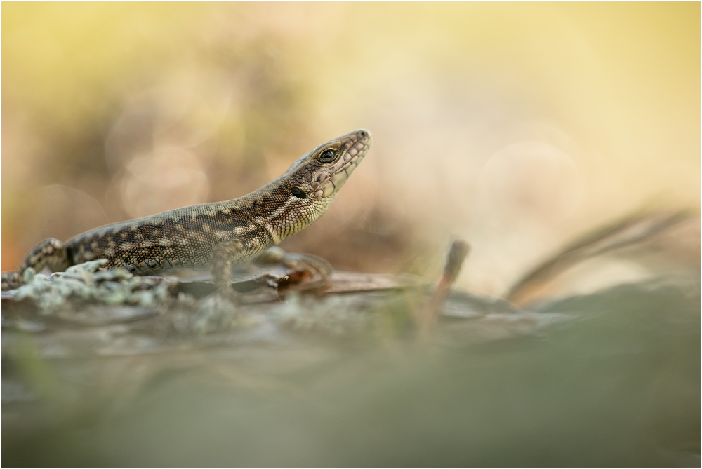 Podarcis muralis