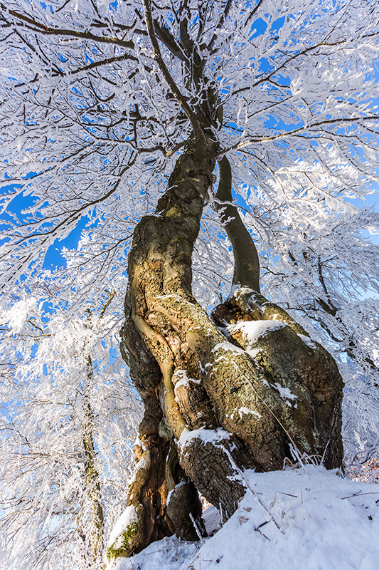 winterliche Buche