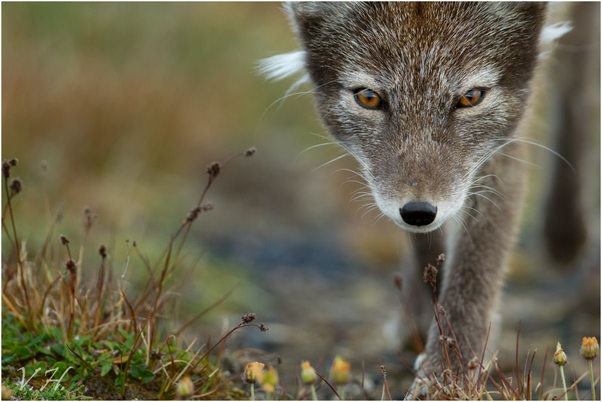 ~Fjellrev (Vulpes lagopus)~