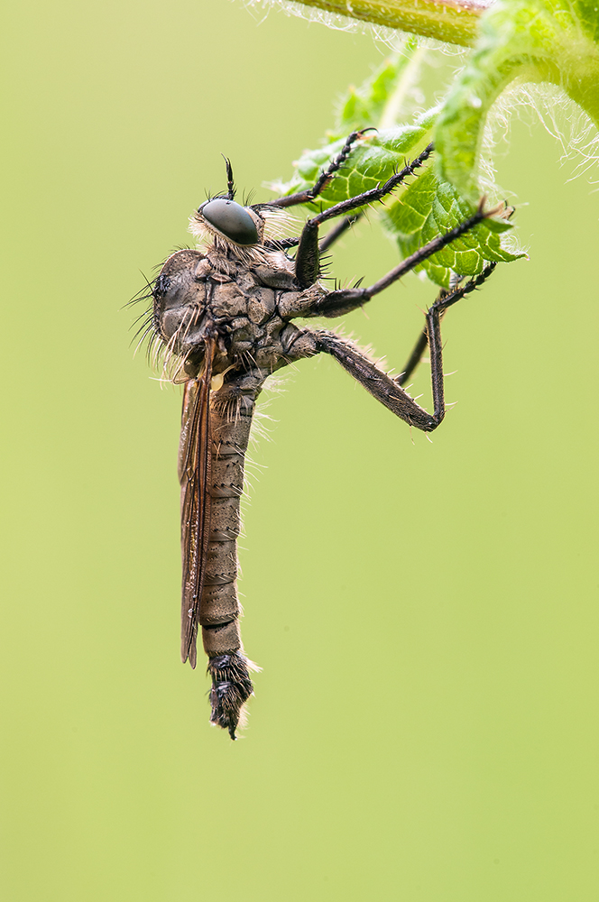 Raubfliege ( Dysmachus fuscipennis)