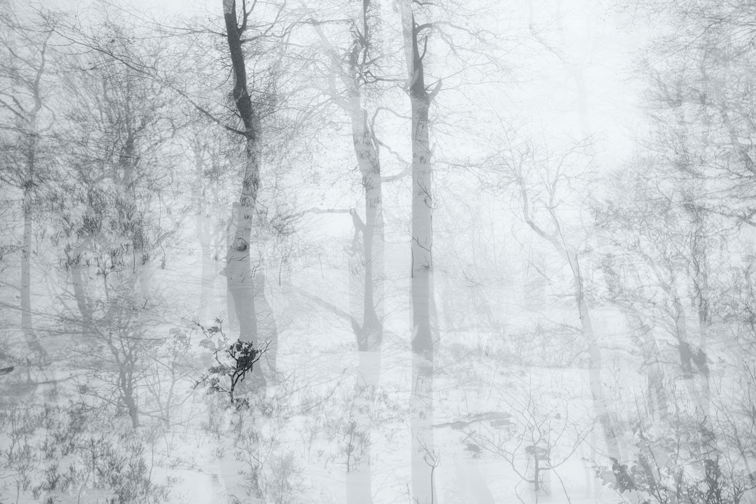 Forest Ghosts II