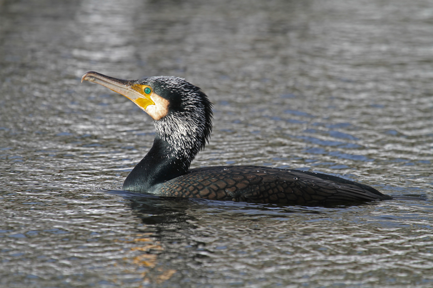 Kormoran