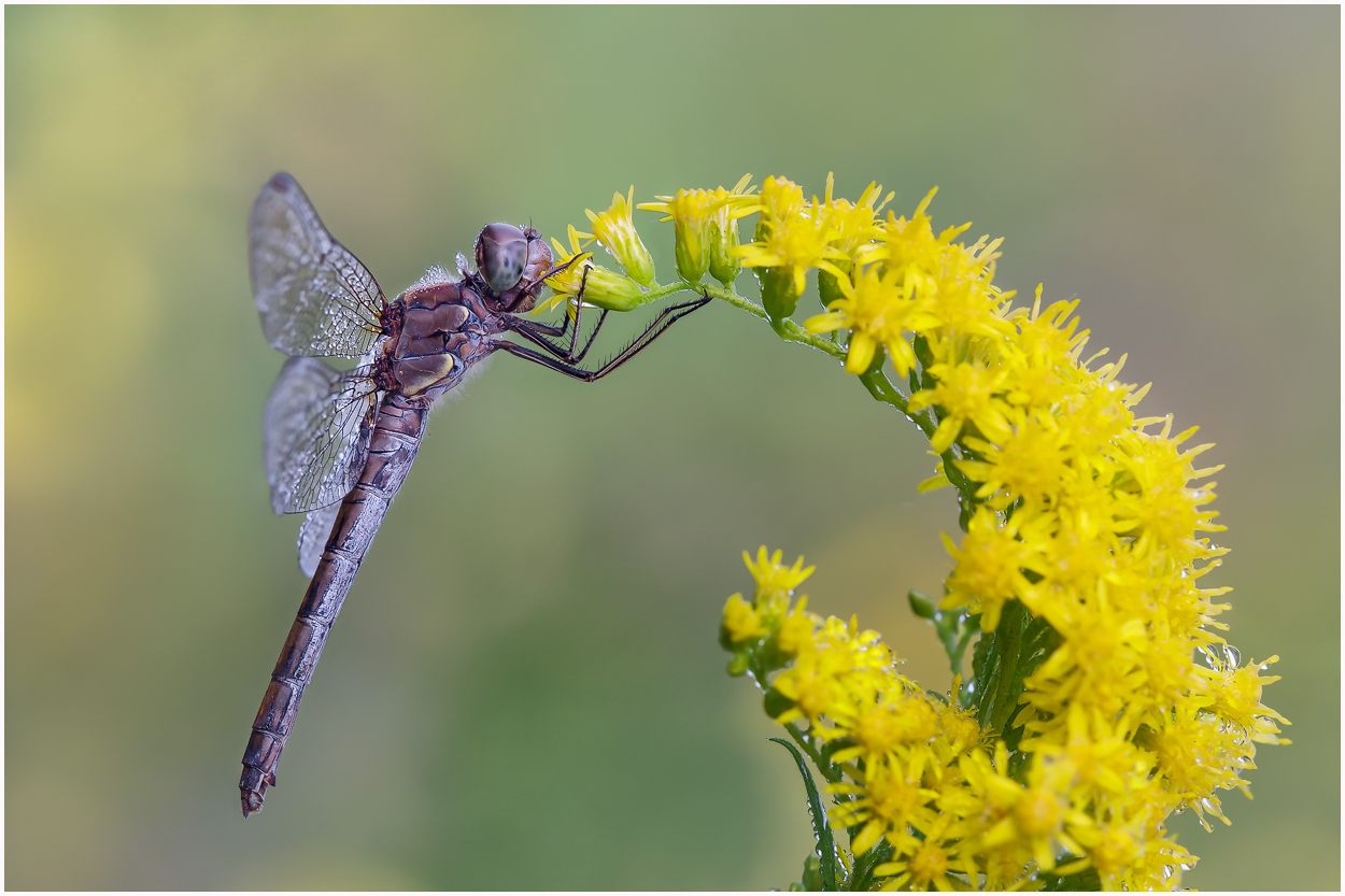 Libelle